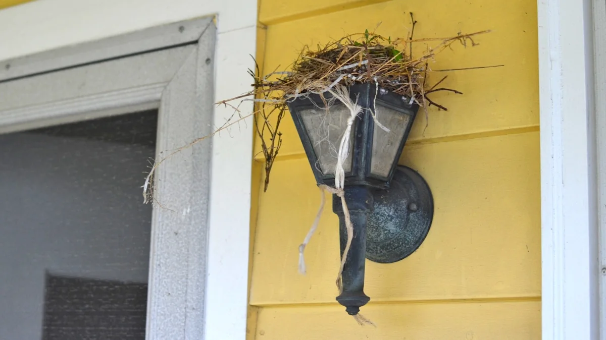 bird nest on porch light