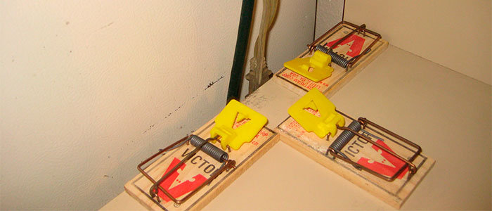 3 mice traps