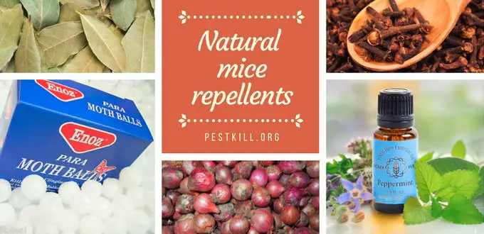 Infographic: 5 Natural Mice Repellents