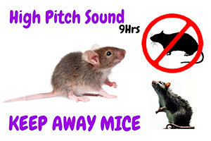 do mice get scared of dogs