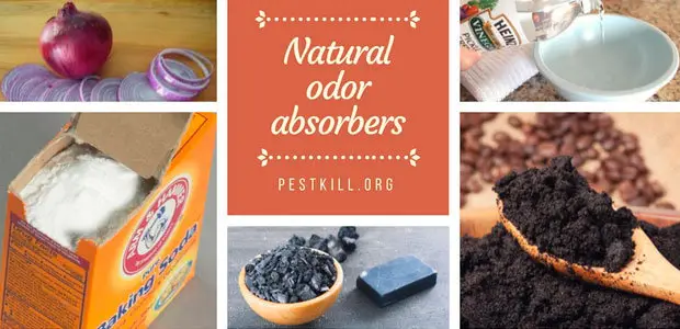 Infographic: Natural absorbers
