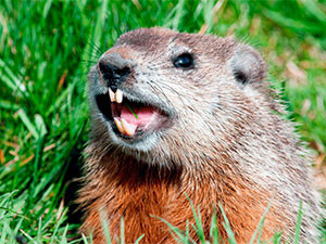 Aggressive woodchuck