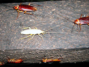 Albino cockroach