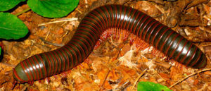 American Giant Millipede