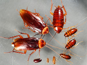 American roaches