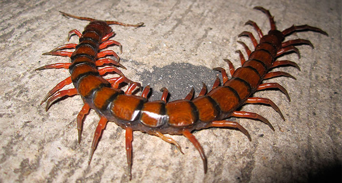 Waterfall amphibious centipede