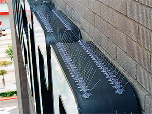 Anti-bird spikes on ledges