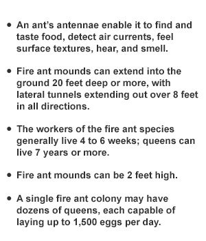 ANT FACTS: DID YOU KNOW?