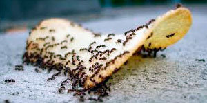 Ants on chips