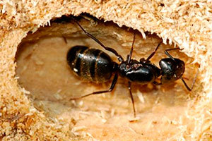 Ants queen