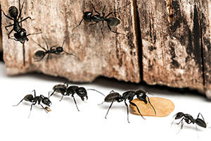 Ant's source