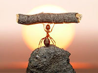 Ants strength