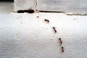 Ants trail