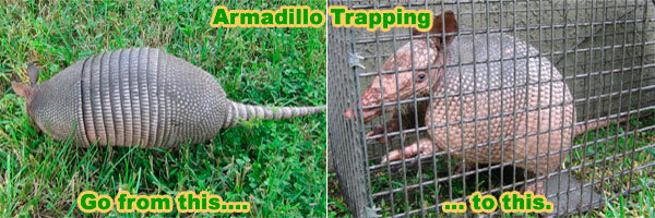 Armadillo trapping