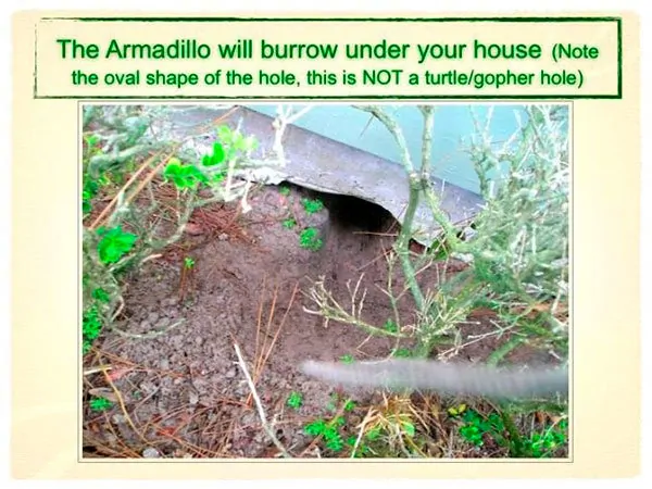 The armadillo will burrow under your house