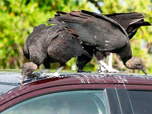 Turkey vultures on car