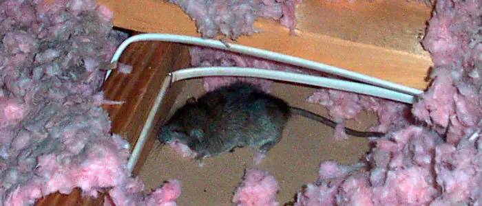 Mouse in attic insulation