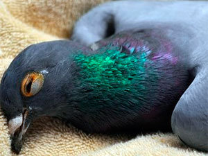 Dead pigeon by Avitrol Kills