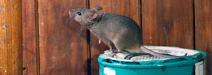 Rats bait