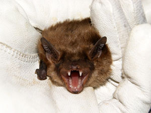 Professional recommendations to bats catching