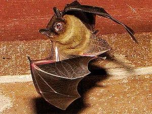 Information about the pathways of bats in your house