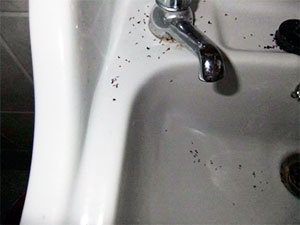 Ants in bathroom
