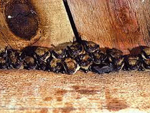 Methods to control bats in attic