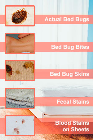 5 Bed Bugs Signs