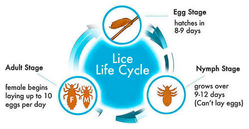 Life cycle of bedbugs