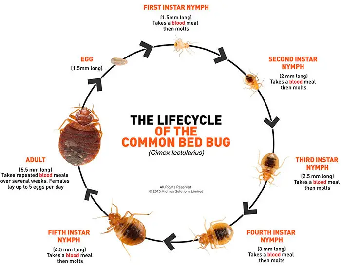 The Lifecycle of the Common Bed Bug