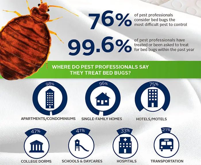 Where do pest professionals say they treat bed bugs?