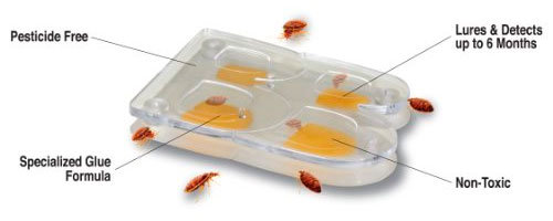 Bedbugs trap