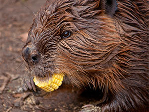 Beaver with bait