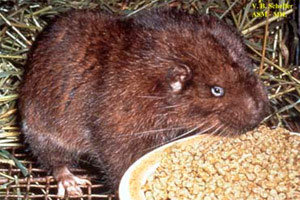 Beaver baiting