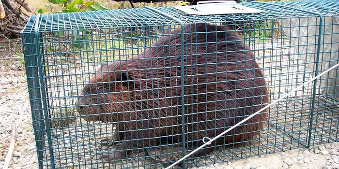 Beaver trapping tips