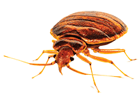 Bed bug