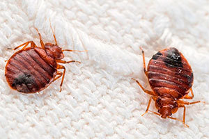 Bed bugs