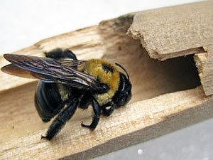 The entrances of the carpenter bee's nests are holes