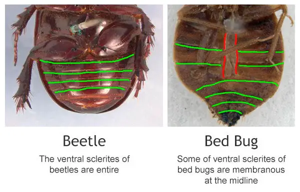 Beetle and bed bug