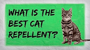 What is the best cat repellent
