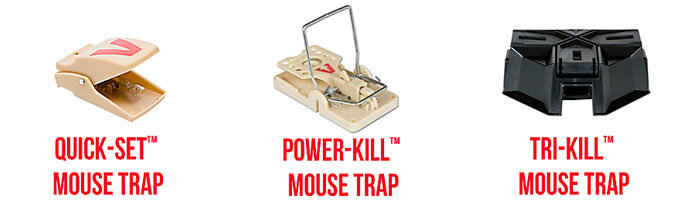 Best Mouse Traps for Cars