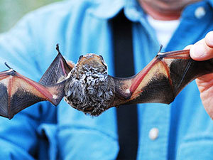 Some solutions to bats extermination