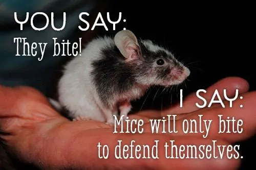 Mice will only bite to defend themselves