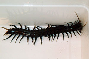 Black centipede