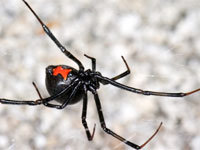How to get rid of black widow spiders