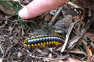 Black and Yellow Millipede