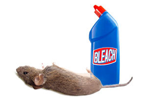 Bleach and dead mouse
