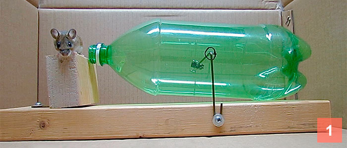 Make a Simple Humane Mouse Trap with a Soda Bottle