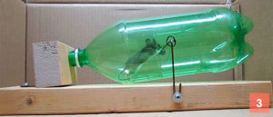 Learn How to Make a Homemade Mouse Trap and End Your Mouse Troubles