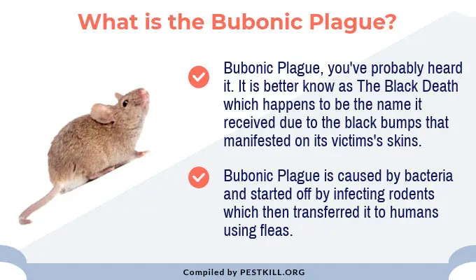 What is the Bubonic Plague?